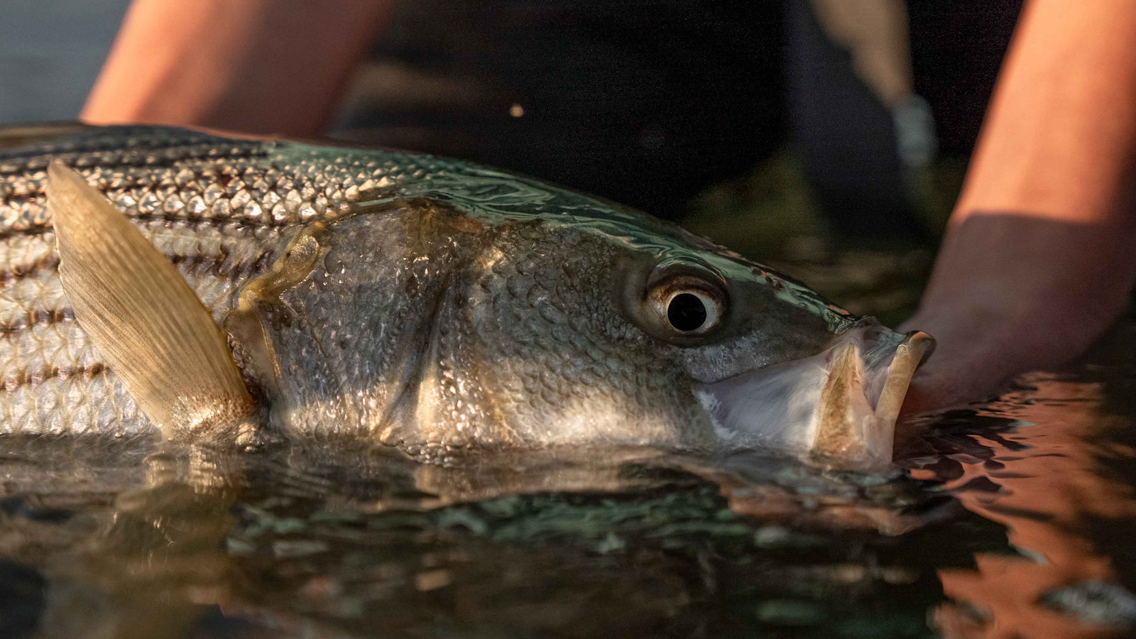Spring Stripers: Three Flies You NEED to be Throwing!