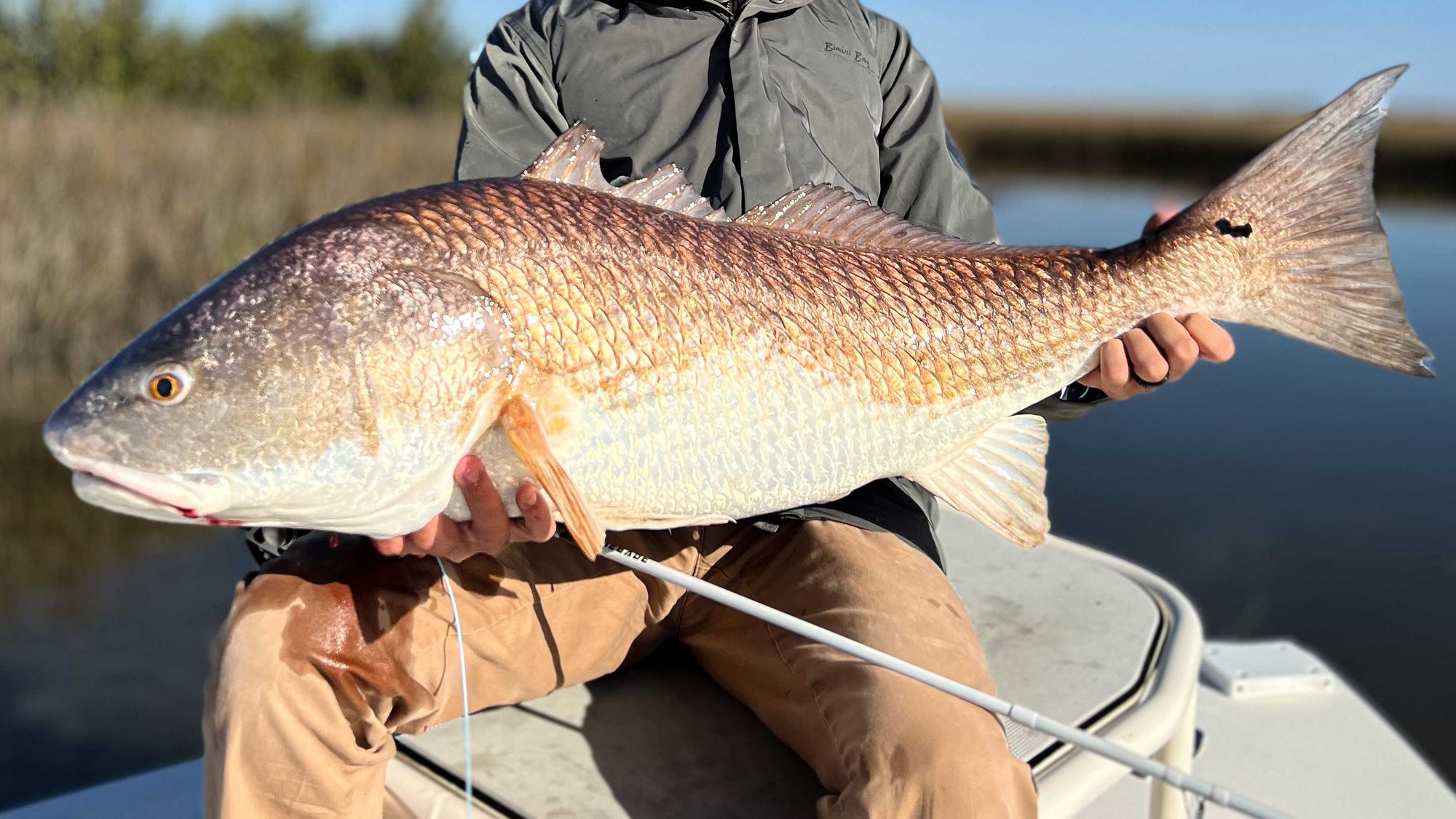 A Fish Story: Running of the bulls