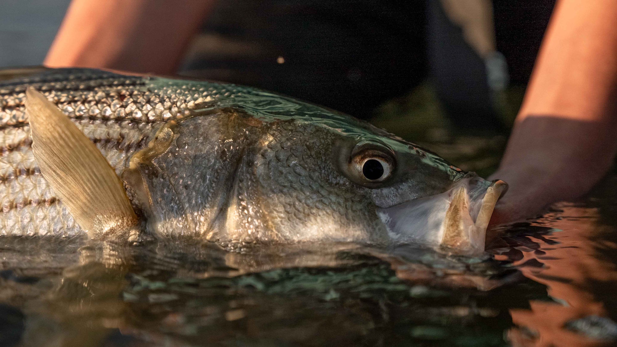 Spring Stripers: Three Flies You NEED to be Throwing!